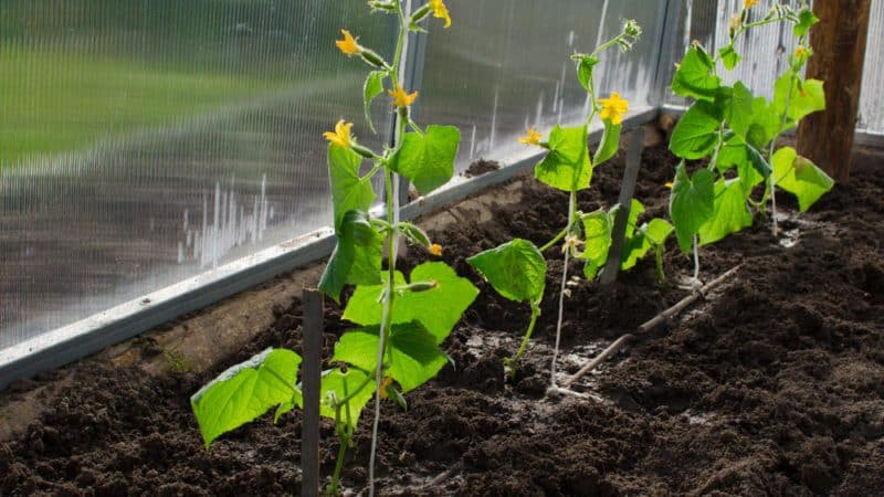 How to properly trim the leaves of cucumbers in a greenhouse and is it necessary to do so?