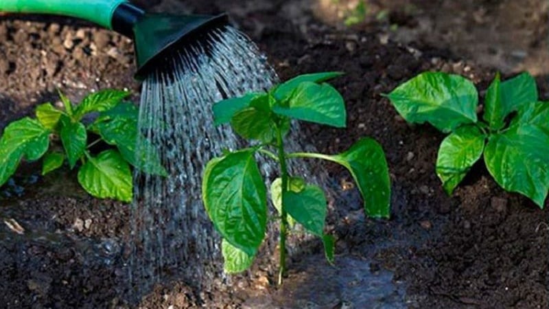 Instructions for growing delicious peppers
