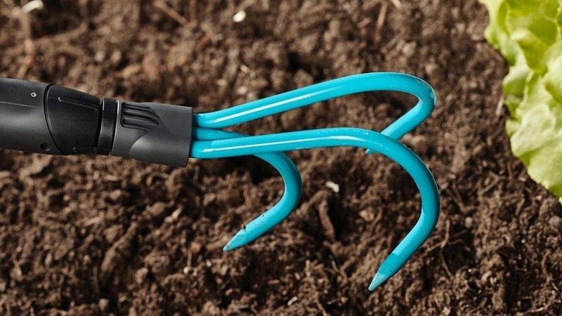 Instructions for growing delicious peppers