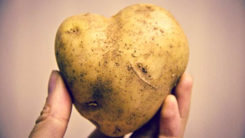 The history of the origin and spread of potatoes: where potatoes come from and how they gained their popularity