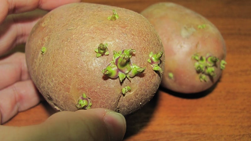 How and from what to germinate potatoes before planting