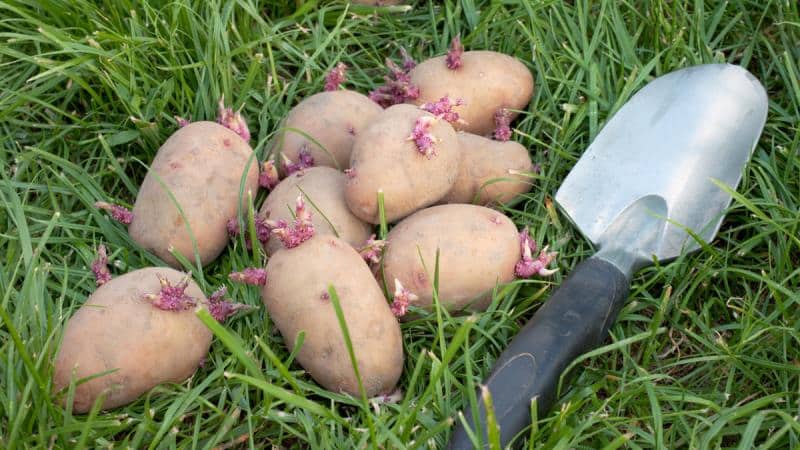 How and from what to germinate potatoes before planting