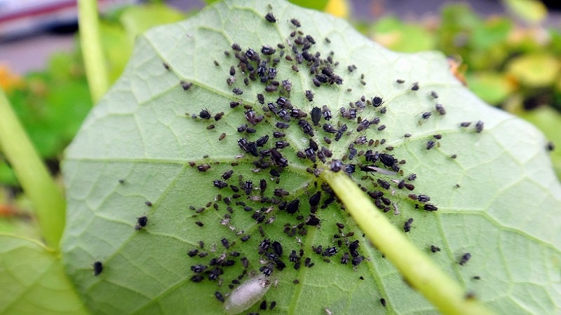 How to fight aphids on cucumbers: the best folk remedies
