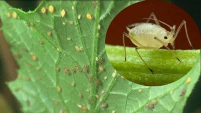 How to fight aphids on cucumbers: the best folk remedies