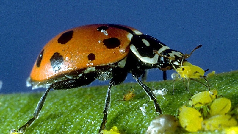 How to fight aphids on cucumbers: the best folk remedies