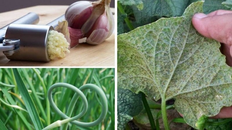 How to fight aphids on cucumbers: the best folk remedies