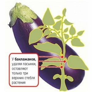 How to form eggplants in a greenhouse correctly: instructions for beginner gardeners