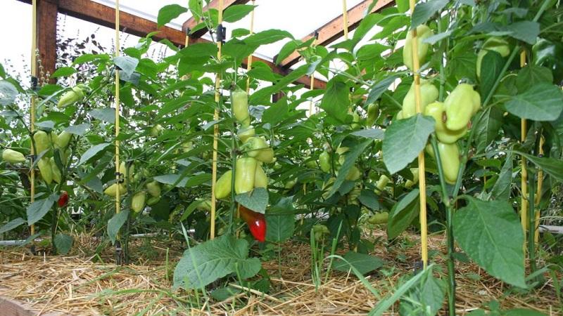 How and what to feed peppers in a greenhouse in August: the best fertilizers and recommendations for their application