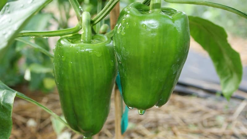 How and what to feed peppers in a greenhouse in August: the best fertilizers and recommendations for their application