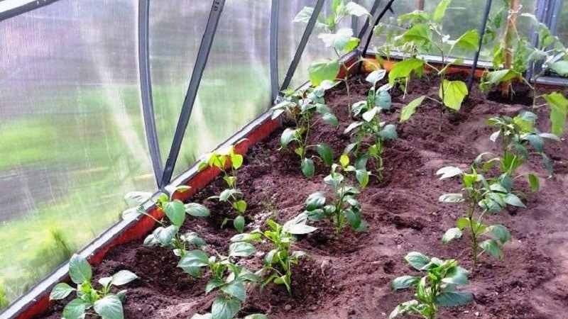How and what to feed peppers in a greenhouse in August: the best fertilizers and recommendations for their application