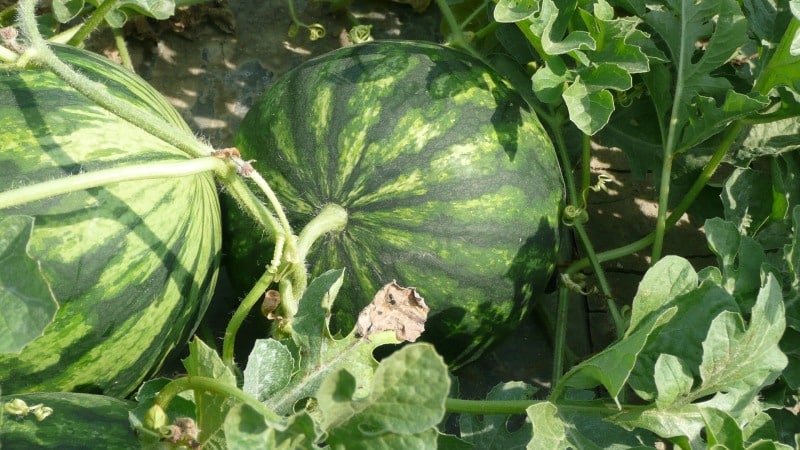 How, when and what to feed watermelons to get a stunning sweet harvest