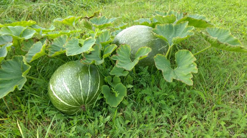 How, when and what to feed watermelons to get a stunning sweet harvest