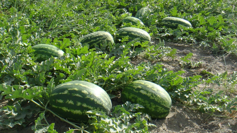 How, when and what to feed watermelons to get a stunning sweet harvest