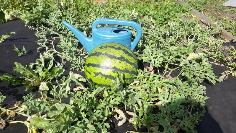 How, when and what to feed watermelons to get a stunning sweet harvest