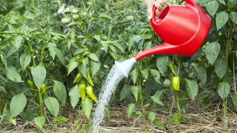 How to water peppers in open ground correctly: instructions with advice from experienced gardeners