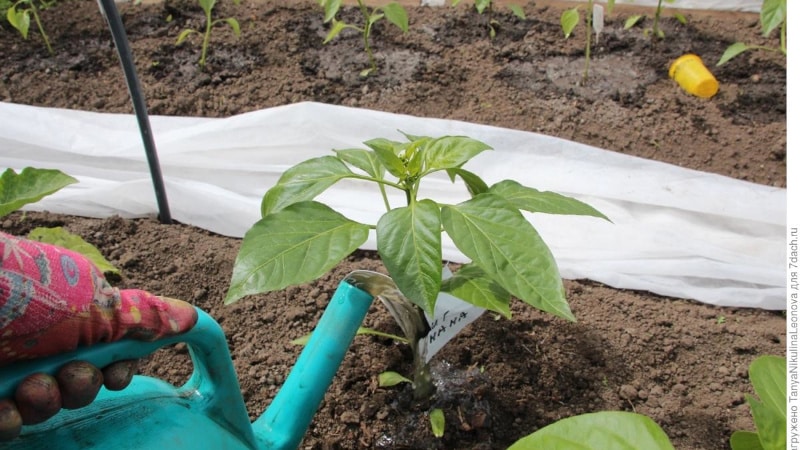 How to water peppers in open ground correctly: instructions with advice from experienced gardeners