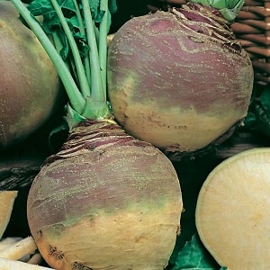 How to get a good harvest of rutabaga: growing and care according to instructions for beginners