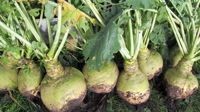 How to get a good harvest of rutabaga: growing and care according to instructions for beginners