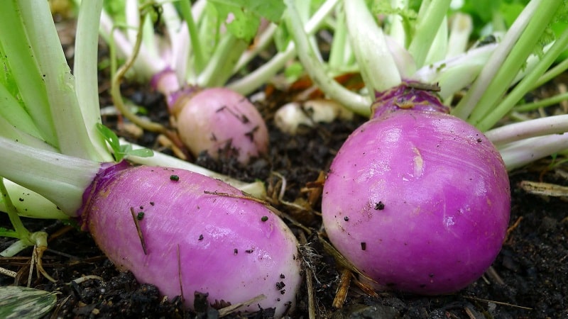How to get a good harvest of rutabaga: growing and care according to instructions for beginners