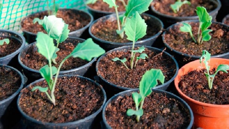 How to get a good harvest of rutabaga: growing and care according to instructions for beginners
