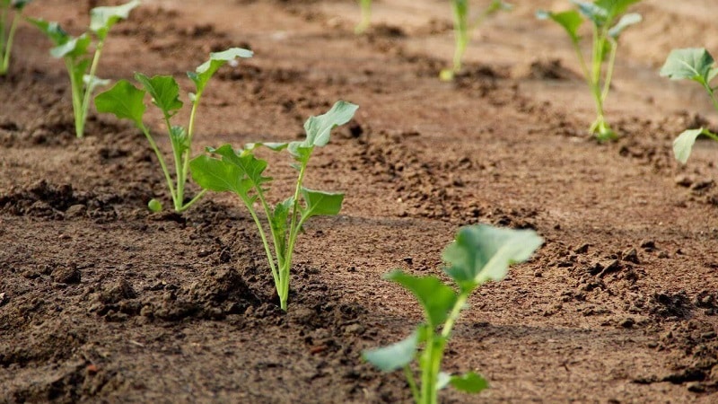 How to get a good harvest of rutabaga: growing and care according to instructions for beginners