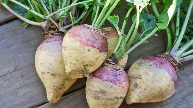 How to get a good harvest of rutabaga: growing and care according to instructions for beginners