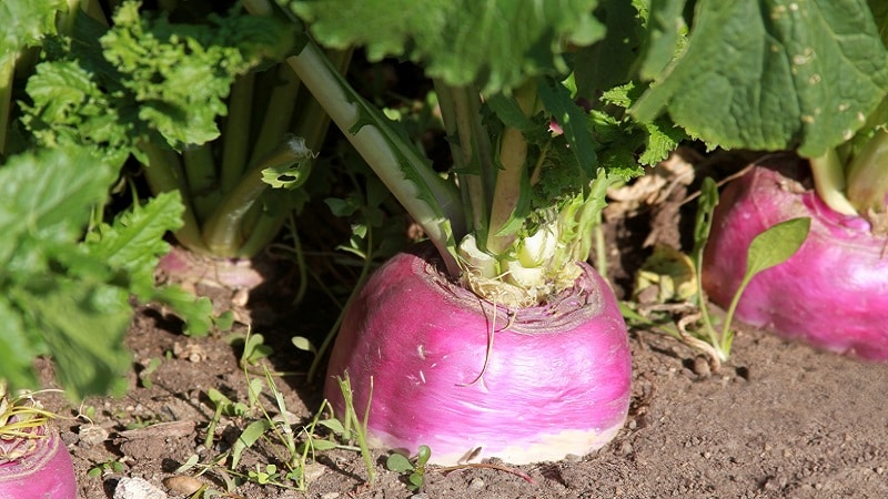 How to get a good harvest of rutabaga: growing and care according to instructions for beginners