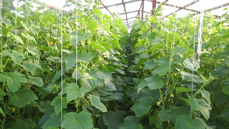 How to plant cucumbers in a greenhouse in July and is it possible to do this?