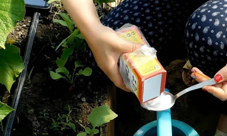 How to properly water cucumbers with soda and what benefits it will bring to the harvest