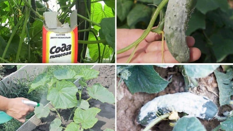 How to properly water cucumbers with soda and what benefits it will bring to the harvest