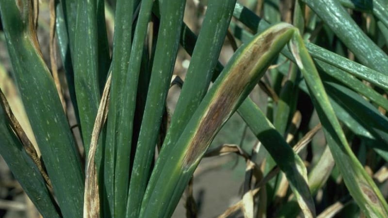 What diseases do onions have and how to deal with them?