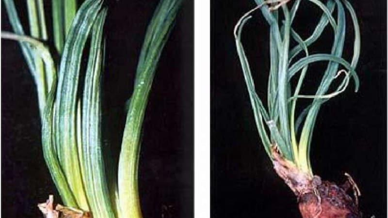 What diseases do onions have and how to deal with them?