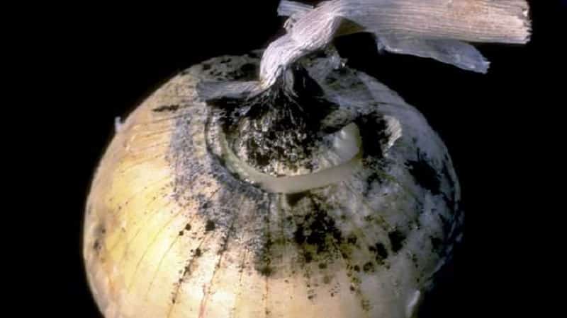 What diseases do onions have and how to deal with them?