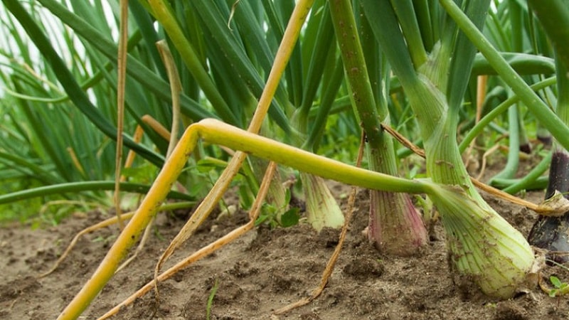 What diseases do onions have and how to deal with them?