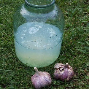 What diseases do onions have and how to deal with them?