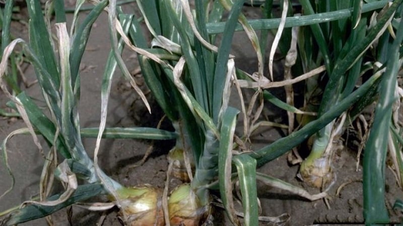 What diseases do onions have and how to deal with them?