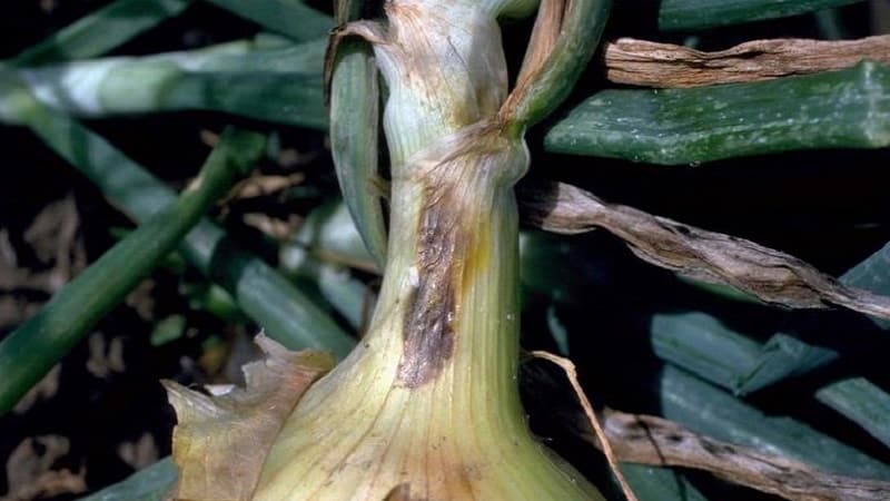 What diseases do onions have and how to deal with them?