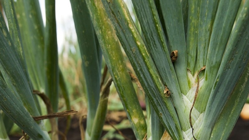 What diseases do onions have and how to deal with them?