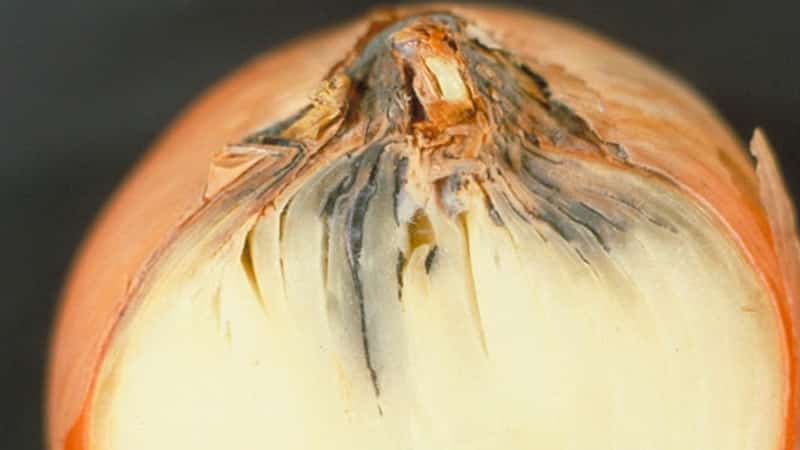 What diseases do onions have and how to deal with them?