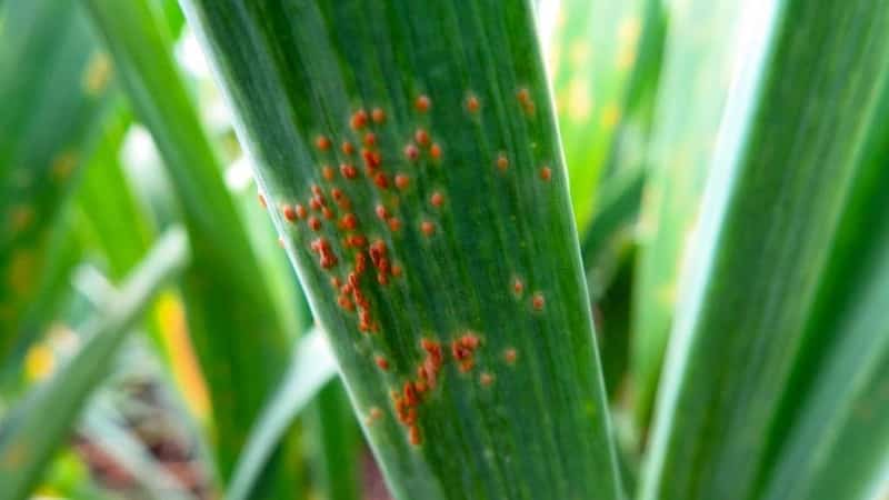 What diseases do onions have and how to deal with them?
