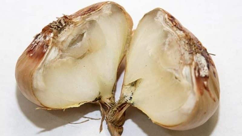 What diseases do onions have and how to deal with them?