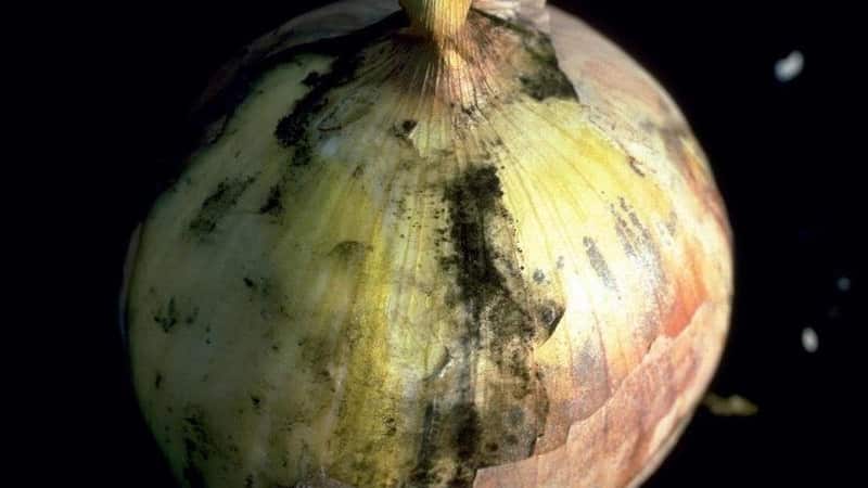 What diseases do onions have and how to deal with them?