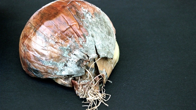 What diseases do onions have and how to deal with them?