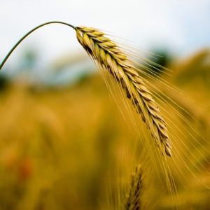 What varieties of rye are there: seed, winter and other varieties