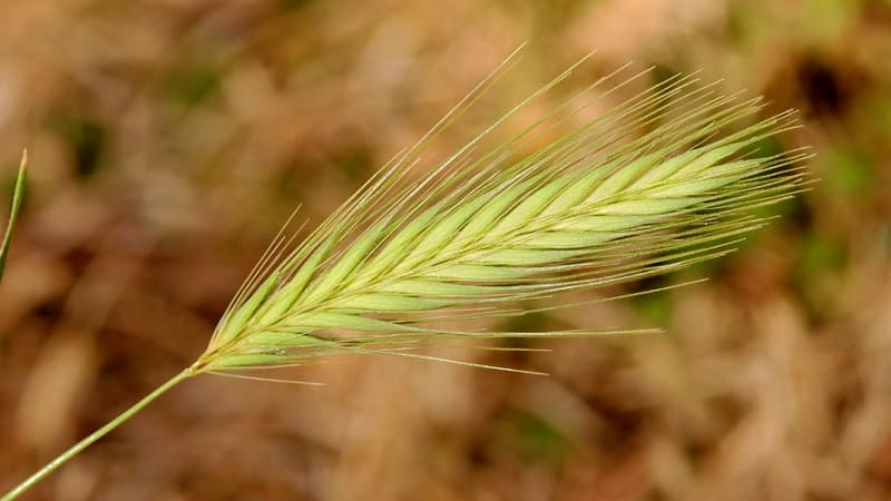 What are the varieties of barley, their characteristics and descriptions