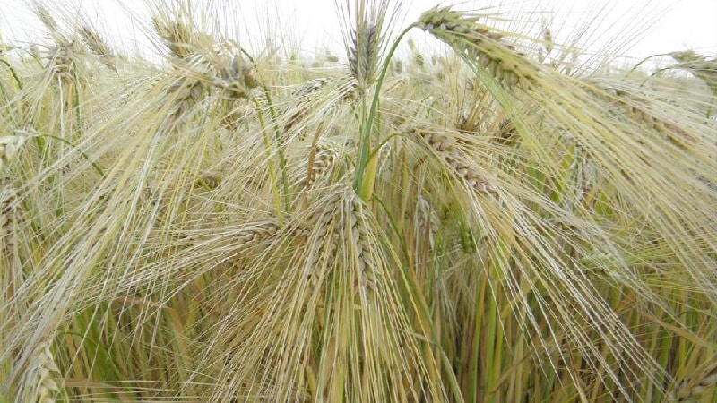 What are the varieties of barley, their characteristics and descriptions