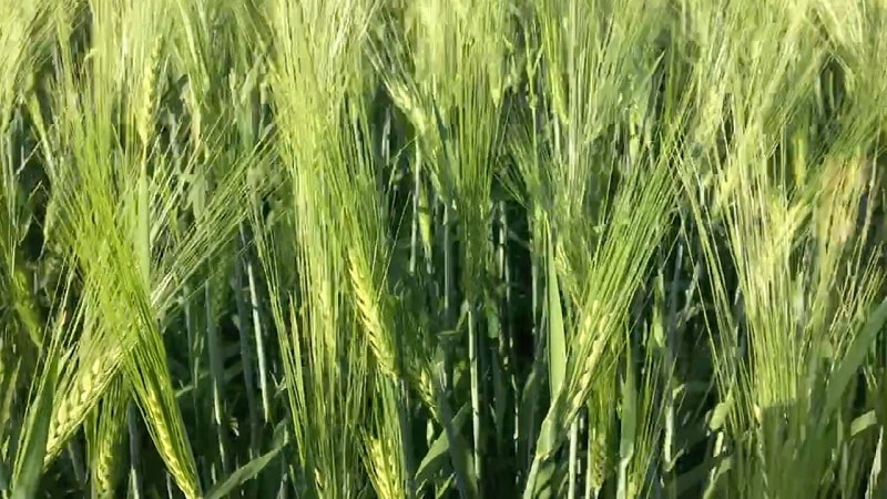 What are the varieties of barley, their characteristics and descriptions