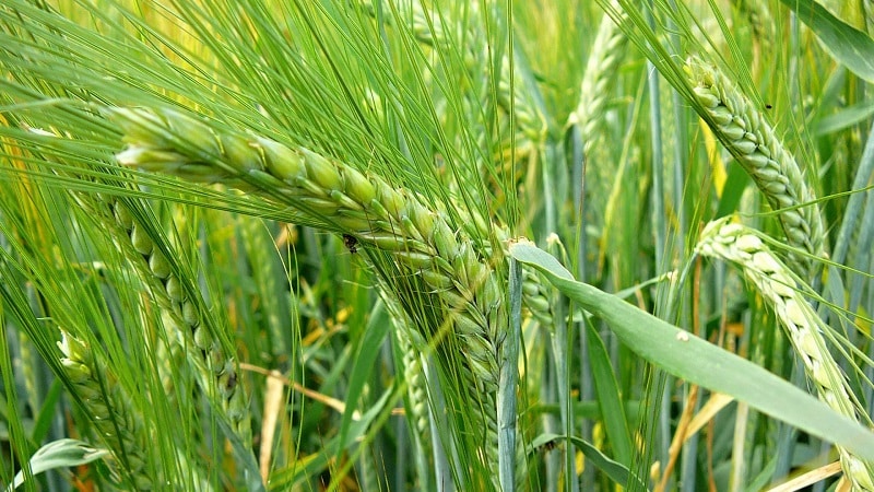 What are the varieties of barley, their characteristics and descriptions