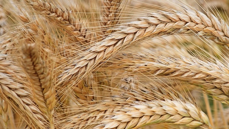 What are the varieties of barley, their characteristics and descriptions