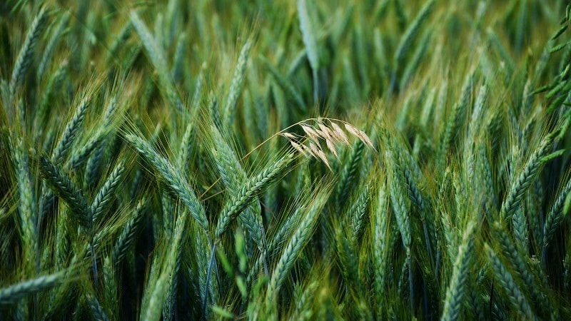 What are the types and varieties of oats?